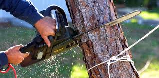 Best Commercial Tree Services  in West Hempstead, NY