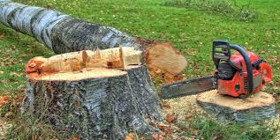 West Hempstead, NY Tree Removal Company