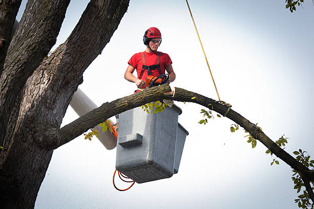 Best Utility Line Clearance  in West Hempstead, NY