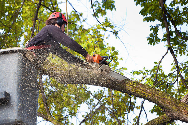 Best Hedge Trimming  in West Hempstead, NY